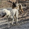 Fred and Mike the Dogs's profile picture
