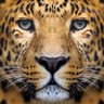 Фото профиля Sherehe Philipson