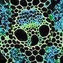 Troglodytus Maximus's profile picture