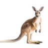 Bruce Kangaroo profil fotoğrafı