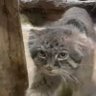 フット猿's profile picture