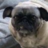 Pugzilla 的头像