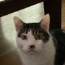 トビラ's profile picture