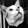 Meow! 的头像