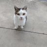 あまひよ profil fotoğrafı
