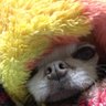 つとむくん 的头像