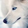 犬神 profil fotoğrafı