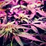 Profilbild von Novicemedicalgrower