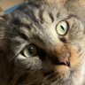 Profilbild von Furax