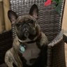 Profilbild von cesar