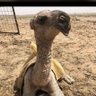 سنود العز profil fotoğrafı