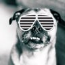Фото профиля BigDerekDog