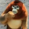 Fluffball589's profile picture