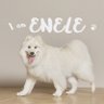 ENELE_Samoyed profil fotoğrafı
