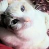 Profilbild von Elizabeth ❤️🇲🇽🌎🐾🐱🐶