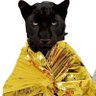 Zozo Lapaz's profile picture