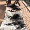 Фото профиля Kenny Amy and Jaynie🌈 the Greyhounds