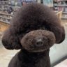 いち's profile picture