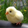 piyoccochan's profile picture
