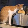 Rahyuk profil fotoğrafı