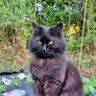 Лопушанська Білка profil fotoğrafı