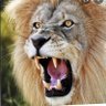 Reckless lion's profile picture