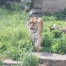 Tiger 的头像