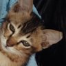 Profilbild von rosetea
