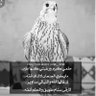 تميم فهد المفيد التميمي profil fotoğrafı