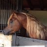 Фото профиля الخيل