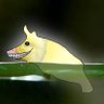 Profilbild von Star duck🇺🇦