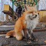 ランディー profil fotoğrafı