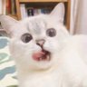 Profilbild von 诺亚今天吃什么