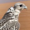 العتيبي's profile picture