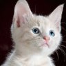 Фото профиля white cat
