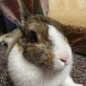 ぽこぺん's profile picture