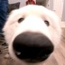 🇯🇴 ››››› Finn • pup/he/they • ΔΘ profil fotoğrafı