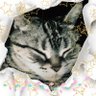 みゅーたんと's profile picture