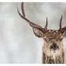Profilbild von Buck Mowitch