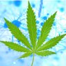 Profilbild von conservativestoners