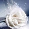 Фото профиля WhiteRoseOracle 𐤀