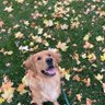 googoo's profile picture