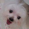 ピノコ profil fotoğrafı