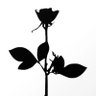 DL's profile picture
