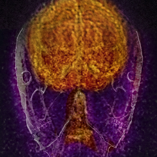 TheArqaApocrypha's profile picture