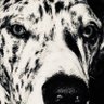 Фото профиля Novadog