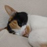 ねこねこ7's profile picture