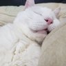 🐈🐈猫まみれ🐈🐈's profile picture