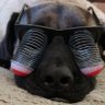 PD's profile picture