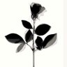 Depechemode's profile picture